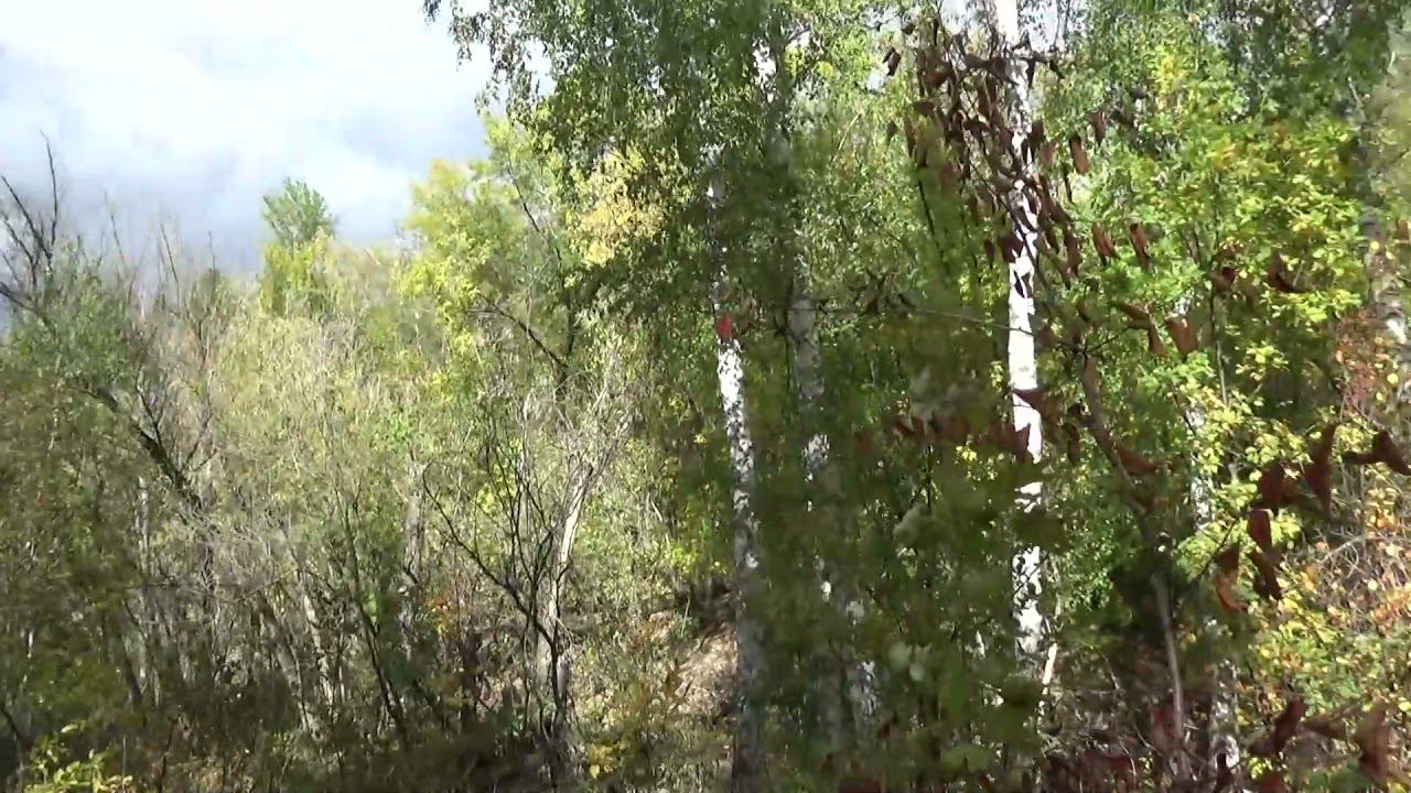 Art Manij VLOG Заехали на не нашу дачу + зашли в лес