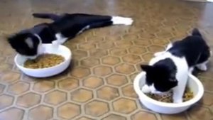 Коты под валерьянкой)