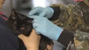 Животных проверяют на бешенство