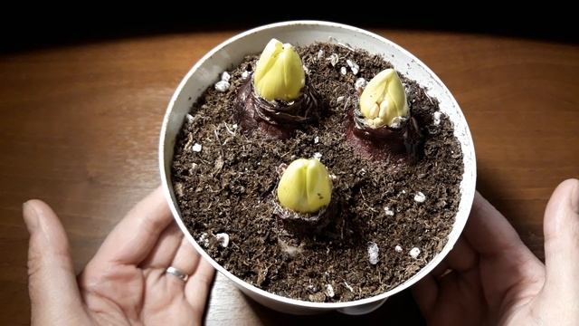 ВЫГОНКА ГИАЦИНТА?/ПОЯВИЛСЯ ЦВЕТОНОС, А ВЕДЬ ПРОШЛО МЕНЬШЕ МЕСЯЦА/ЧТО ДЕЛАЕМ ДАЛЬШЕ??♀️ смотреть онлайн