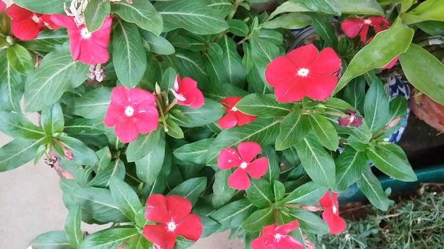 Catharanthus roseus Red cultivar of Madagascar Periwinkle смотреть онлайн