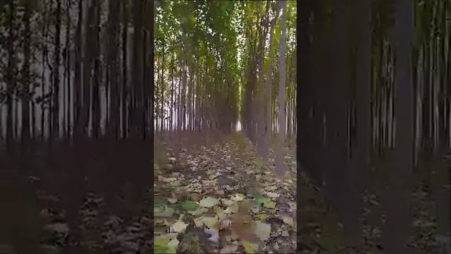 Узбекистан?Павловния ?Россия Казахстан Тожикистон Кыргызстан ??+99890-810-18-70 смотреть онлайн