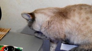 тайская кошка окрас сил тебби поинт