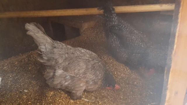 Ммм... Невидимые черви для куриц доминантов! смотреть онлайн