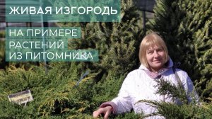 Из чего формировать живую изгородь. На примере растений из питомника