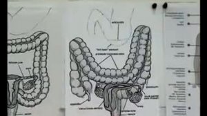 Сошенко М Кишечник и детальное рассмотрение работы кишечника