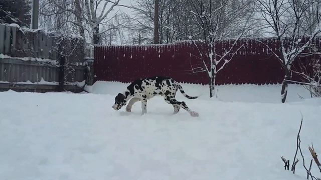 Продается щенок немецкого дога мраморного окраса!