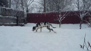 Продается щенок немецкого дога мраморного окраса!