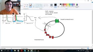 Как работает клетка? Потенциал действия