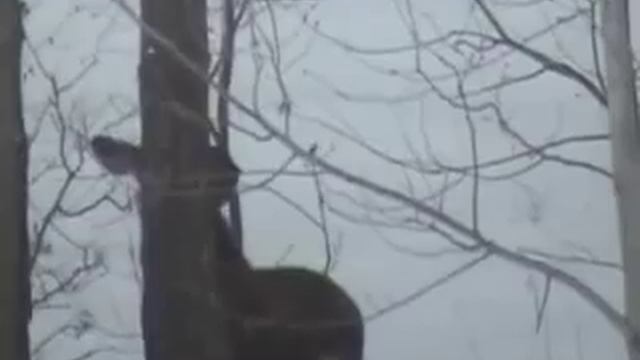 Заречный(Пенза)- Лоси смотреть онлайн