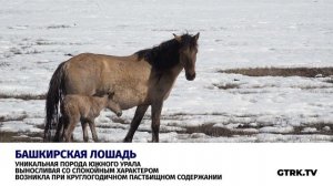 Рожденный на тебеневке