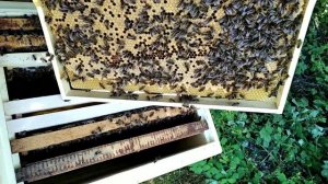 Австрийская карника