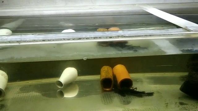 ?Сколько же литров на моей разводне, и какое количество аквариумов смотреть онлайн