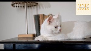 Как отучить кошку лазить на стол | Как отучить кота | Как надо отучать кота лазить по столу