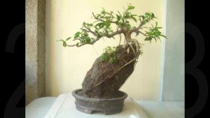 Ficus Microcarpa Progression 2010 - 2018