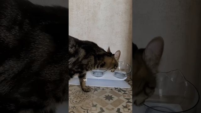 #животные #миска #товарыдляживотных #обзор #обзорпокупок #валдберис #wildberries смотреть онлайн