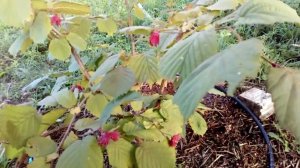 Фундук сорт Смолин. Сортовая лещина 42-19.