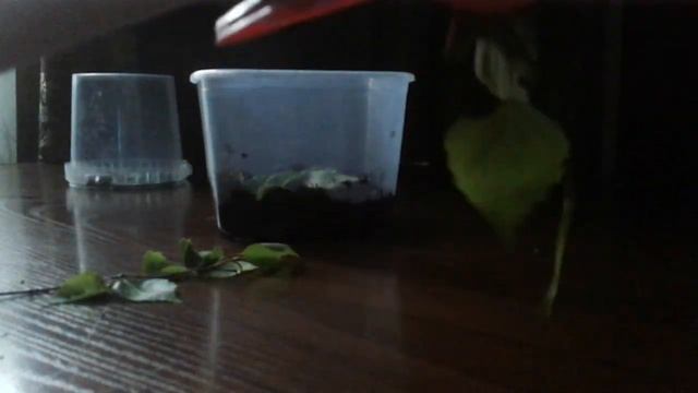 Как сделать ферму для майских жуков смотреть онлайн