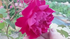 КРЫМСКАЯ КРАСНАЯ - редкая роза...