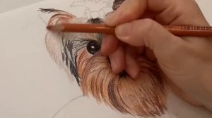 Как рисовать животных.Рисуем йоркширского терьера.Для начинающих.Пошагово