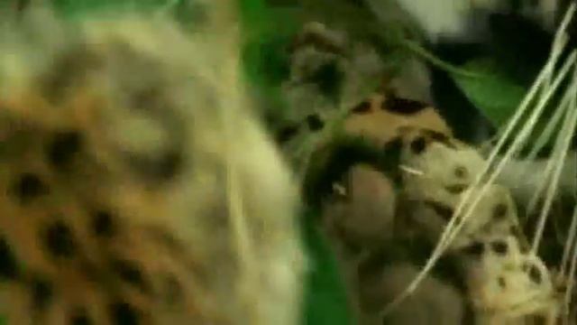 JAGUAR смотреть онлайн