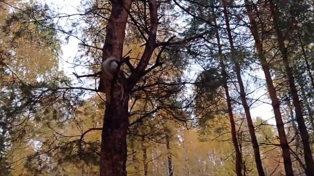 ребятишки кормят белочек в парке Семья и плюс анекдот