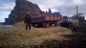 Поздняя заготовка силоса