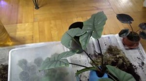 Пересадка Алоказии и поиск дочерных  бульб