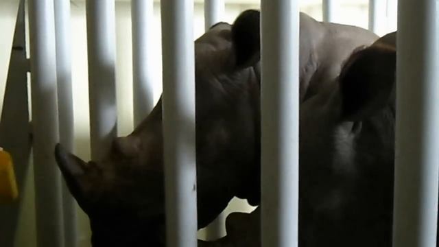 Белые носороги смотреть онлайн