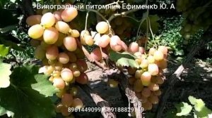виноград Василиса -2