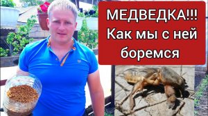 Медведка! Как избавиться от медведки? Как бороться с медведкой? средство от медведки