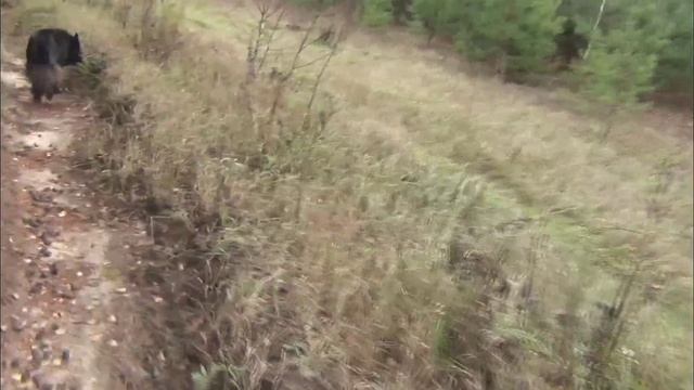 Осенняя прогулка с собакой по реке Узоле и Хохломке