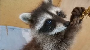 Разведение Енотов и енотовидных собак на шкуры в домашних условиях как бизнес идея