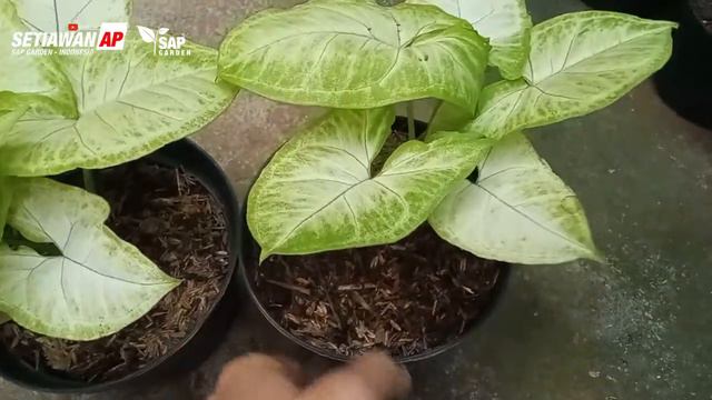 Tanaman Hias Syngonium Golden Allusion Cantik - SAP Garden смотреть онлайн