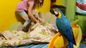 Попугай ара с ребенком играют с одеялом