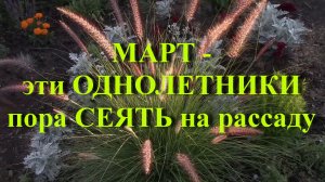 МАРТ эти ОДНОЛЕТНИКИ пора СЕЯТЬ на рассаду