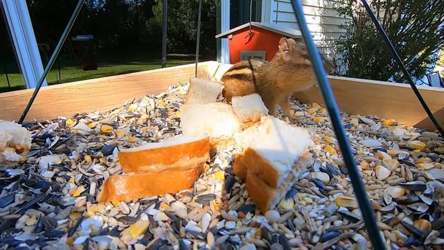 Chipmunk Tinker смотреть онлайн