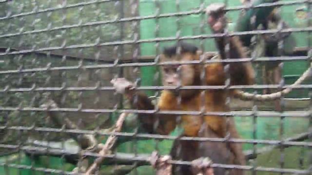 Тайган - Сказка: интереснючие капуцинки!!! (10.02.2019) смотреть онлайн