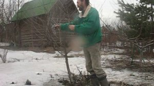 Обрезка вишни