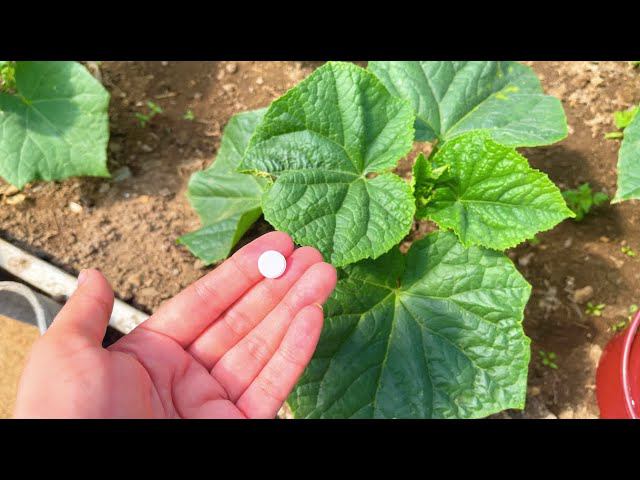 Всего 1 грамм срочно дайте огурцам в ИЮНЕ, вмиг заплодоносят, будете собирать урожай ведрами! смотреть онлайн