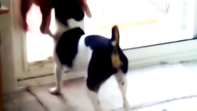 Cобаки приколы. Смешные собаки _ Dogs Prikoly.  Funny Dogs