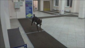 Доберман Вика. Занятие по дрессировке (ОКД): команда Ко мне. Тольятти, 12 октября 2017