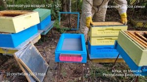 Спасение слабой семьи пчел. Пересадка в 6 рамочный улей ППС. Опыт начинающего пчеловода.