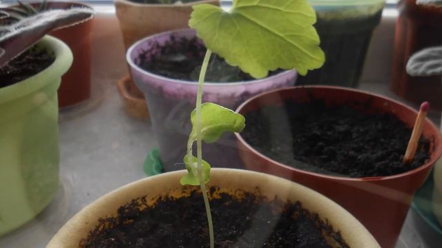 Семена из Китая - "Орхидея" смотреть онлайн