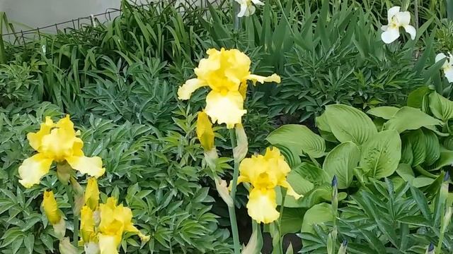 Зразок квітника 2 Цветы мая Садовые цветы в садах Май Лучшее на клумбах Природа Садоводство Растени