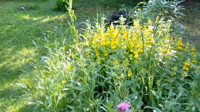 (116) Наша дача. Чистим шезлонги Керхером. Болталка о цветах и кустах ) смотреть онлайн