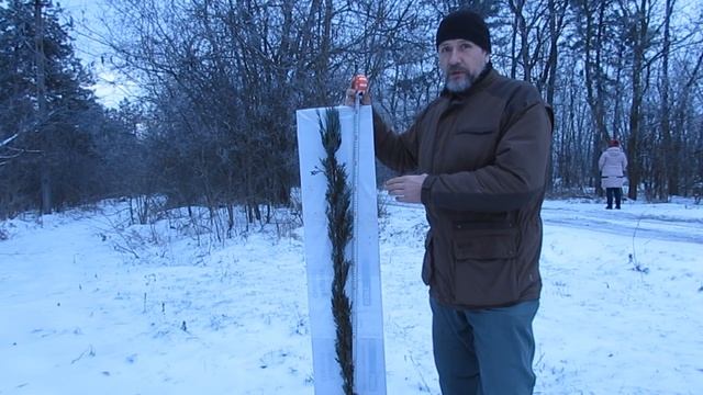 Естественная форма роста можжевельник скайрокет возраст 16 лет смотреть онлайн