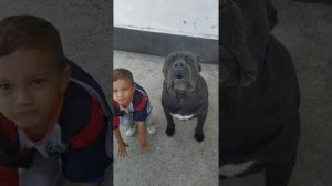 Кане Корсо и дети, ради вкусняшки готов на все