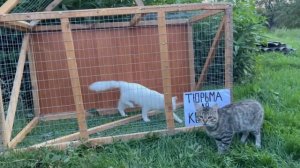 ЧЕЛЛЕНДЖ ПОБЕГ ИЗ ТЮРЬМЫ для котов! КТО последний ВЫЙДИТ из КЛЕТКИ ? коты с озвучкой