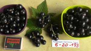 НОМЕРНАЯ ФОРМА 6 20 193 - смородина с очень хорошим вкусом... / коллекция Светланы Татур.